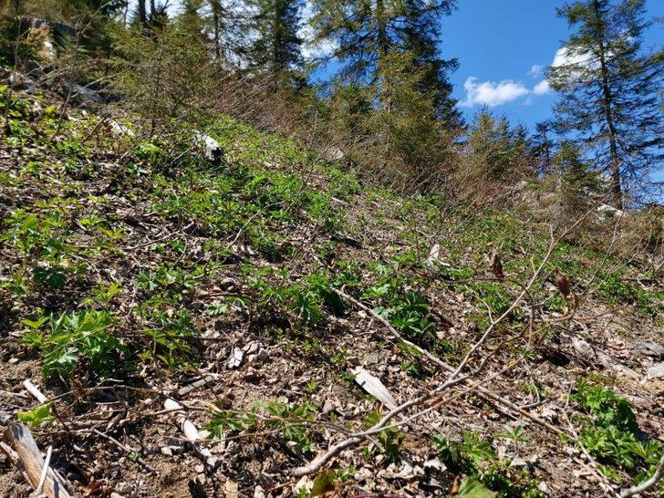 Giresun Valiliği: "Kümbet Yaylasında orman katliamı söz konusu değil" G2