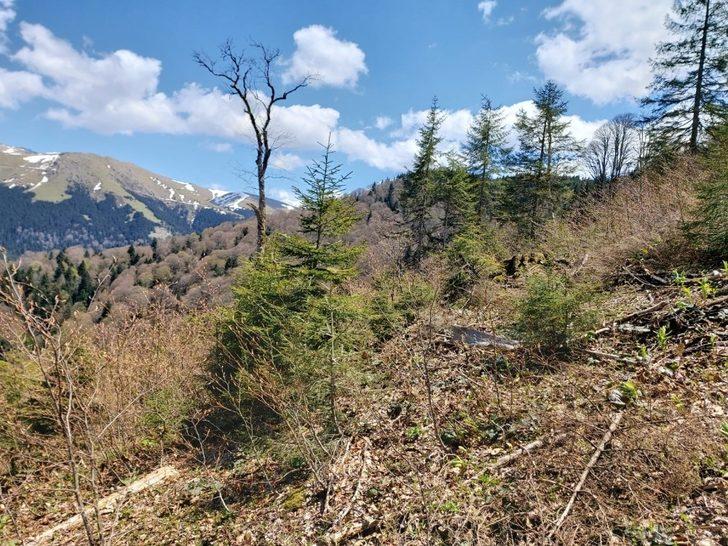 Giresun Valiliği: "Kümbet Yaylasında orman katliamı söz konusu değil" G3