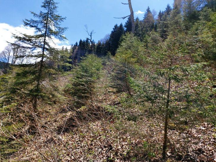 Giresun Valiliği: "Kümbet Yaylasında orman katliamı söz konusu değil" G4