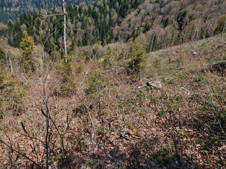 Giresun Valiliği: "Kümbet Yaylasında orman katliamı söz konusu değil" G5