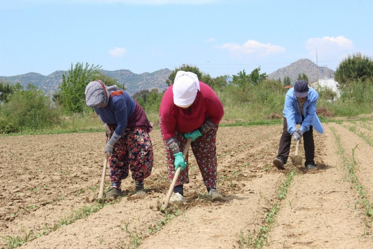 &Ccedil;apa sezonu başladı, tarlalar şenlendi
