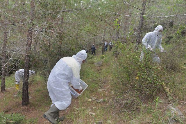 Mersin ormanlarına 22 bin çam kese böceği yırtıcısı bırakıldı