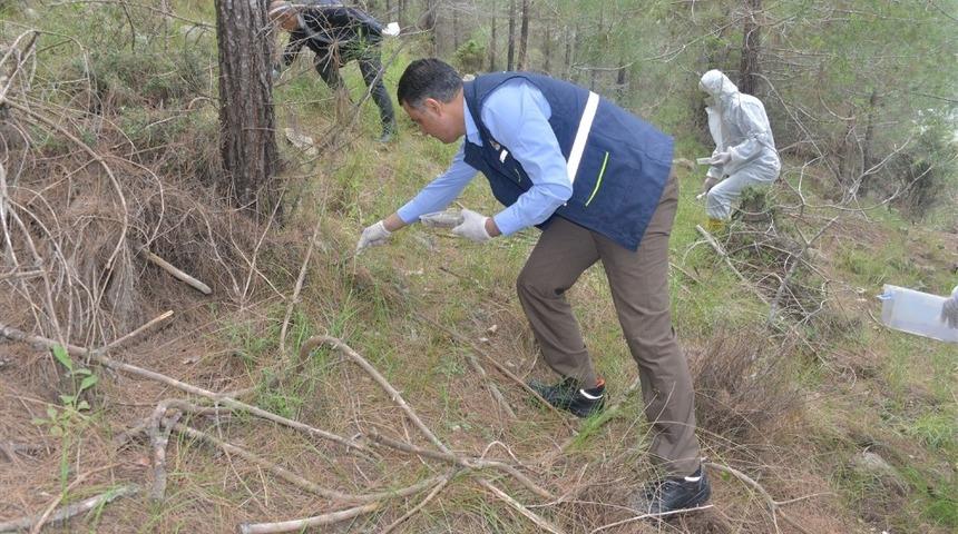 Mersin ormanlarına 22 bin &ccedil;am kese b&ouml;ceği yırtıcısı bırakıldı