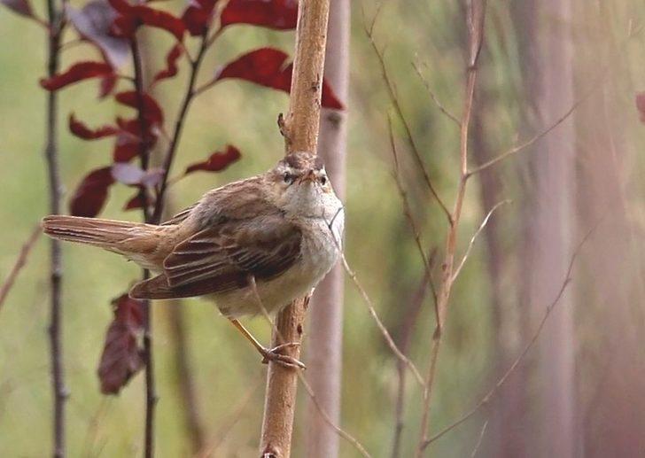 Hersek Lagünü’nde kuş türü 224’e çıktı G3