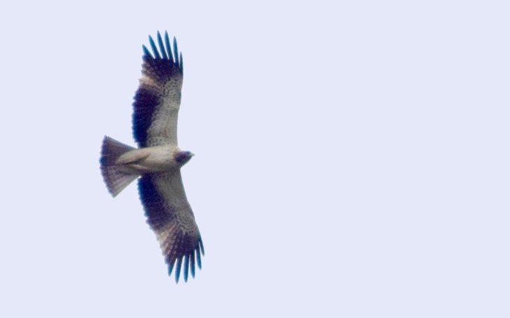 Hersek Lagünü’nde kuş türü 224’e çıktı G4