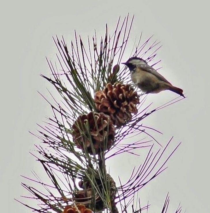Hersek Lagünü’nde kuş türü 224’e çıktı G5