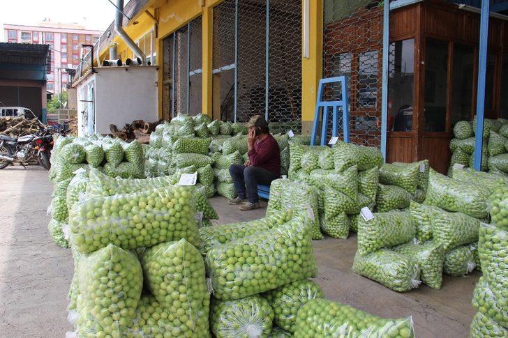 Aydın’da erik üreticisine tat vermedi G1