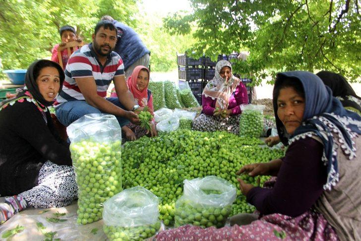 Aydın’da erik üreticisine tat vermedi G3
