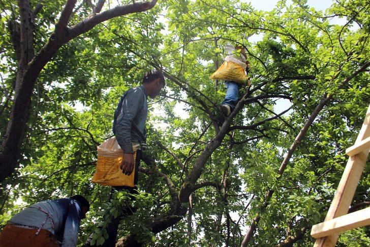 Aydın’da erik üreticisine tat vermedi G4