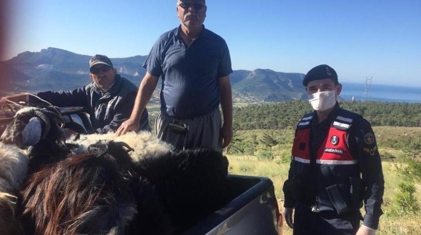 Silifke’de kaybolan hayvanları jandarma buldu