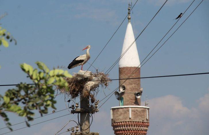 Aydın’da 332 yuvada 664 leylek tespit edildi G1