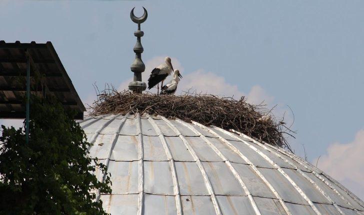 Aydın’da 332 yuvada 664 leylek tespit edildi G2