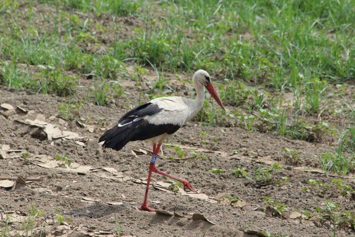 Aydın’da 332 yuvada 664 leylek tespit edildi G4