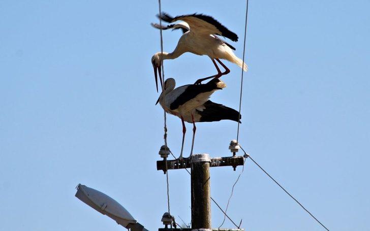 Aydın’da 332 yuvada 664 leylek tespit edildi G5