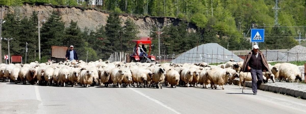 Yaylalara g&ouml;&ccedil; başladı