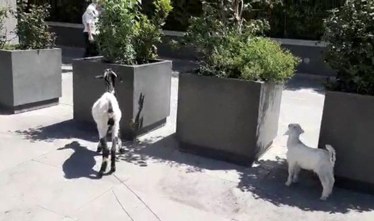 İstanbul’un plazalarıyla ünlü ilçesinde keçi ve kuzusunu otlattı G1