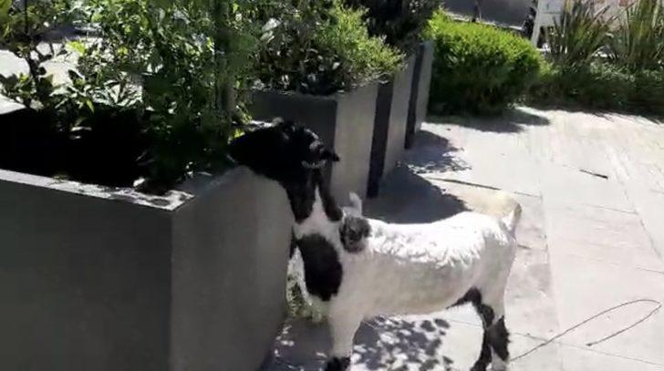 İstanbul’un plazalarıyla ünlü ilçesinde keçi ve kuzusunu otlattı G3