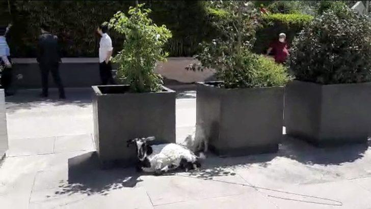 İstanbul’un plazalarıyla ünlü ilçesinde keçi ve kuzusunu otlattı G4
