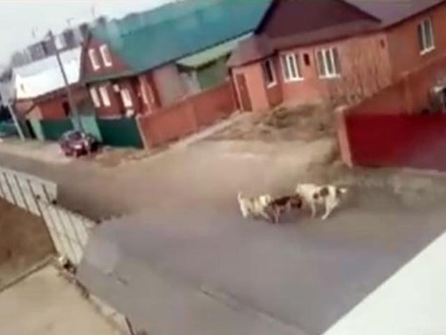 Sokak köpekleri, 13 yaşındaki sahibini korumaya çalışan Alman kurdunu parçalayarak öldürdü