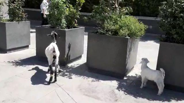 İstanbul’un plazalarıyla ünlü ilçesinde keçi ve kuzusunu otlattı