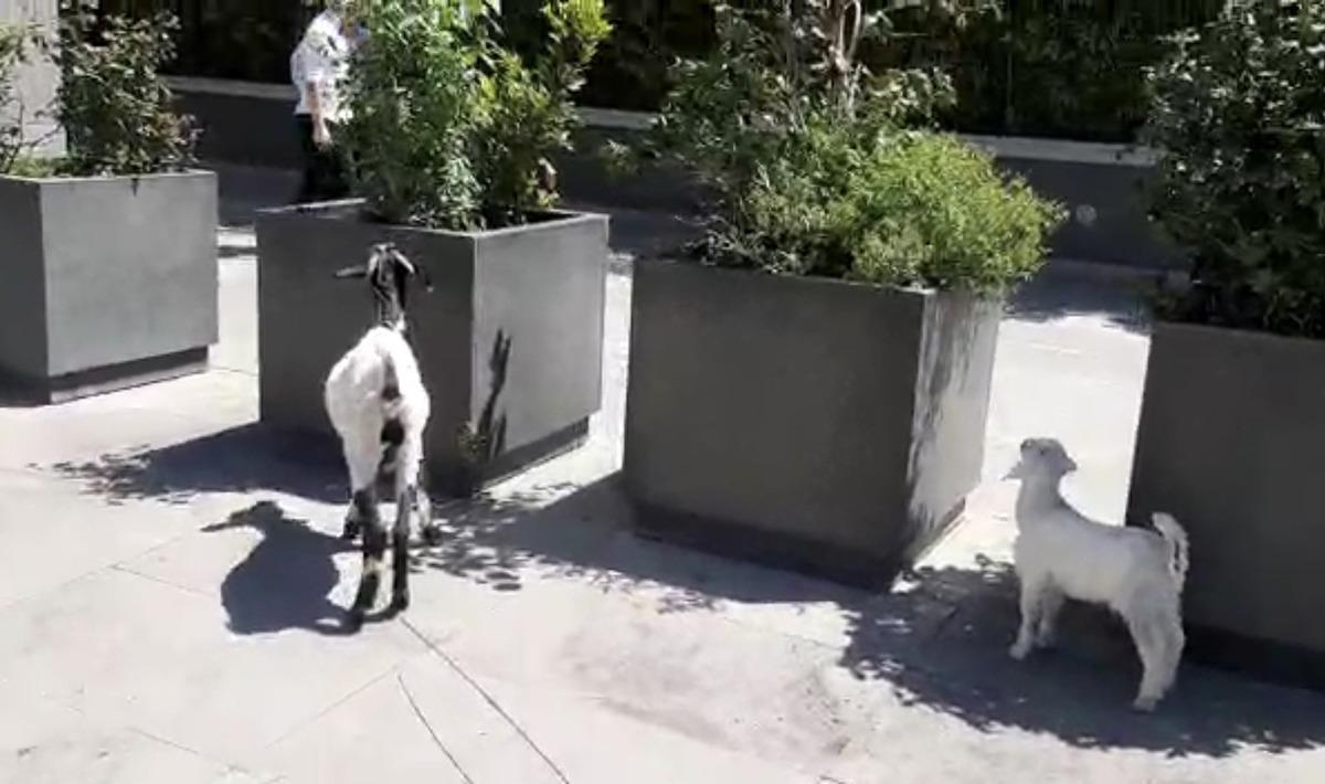 İstanbul&rsquo;un plazalarıyla &uuml;nl&uuml; il&ccedil;esinde ke&ccedil;i ve kuzusunu otlattı