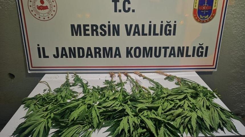 Tavuk k&uuml;mesi etrafına kenevir ekmiş