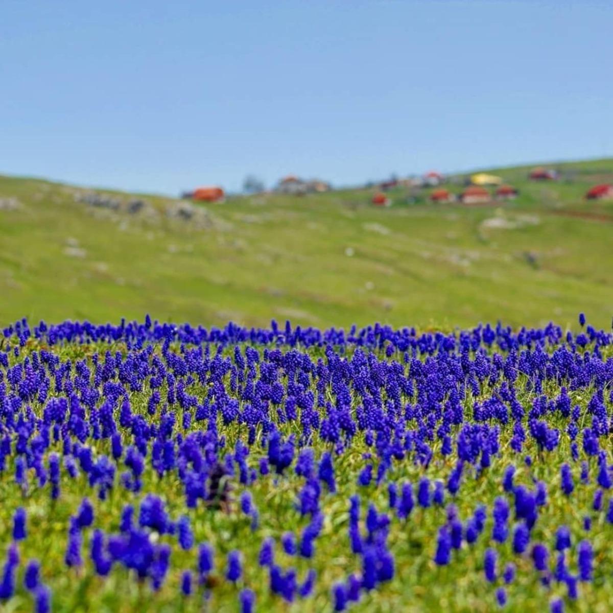 Karadeniz yaylalarında &rsquo;s&uuml;mb&uuml;l&rsquo; g&uuml;zelliği