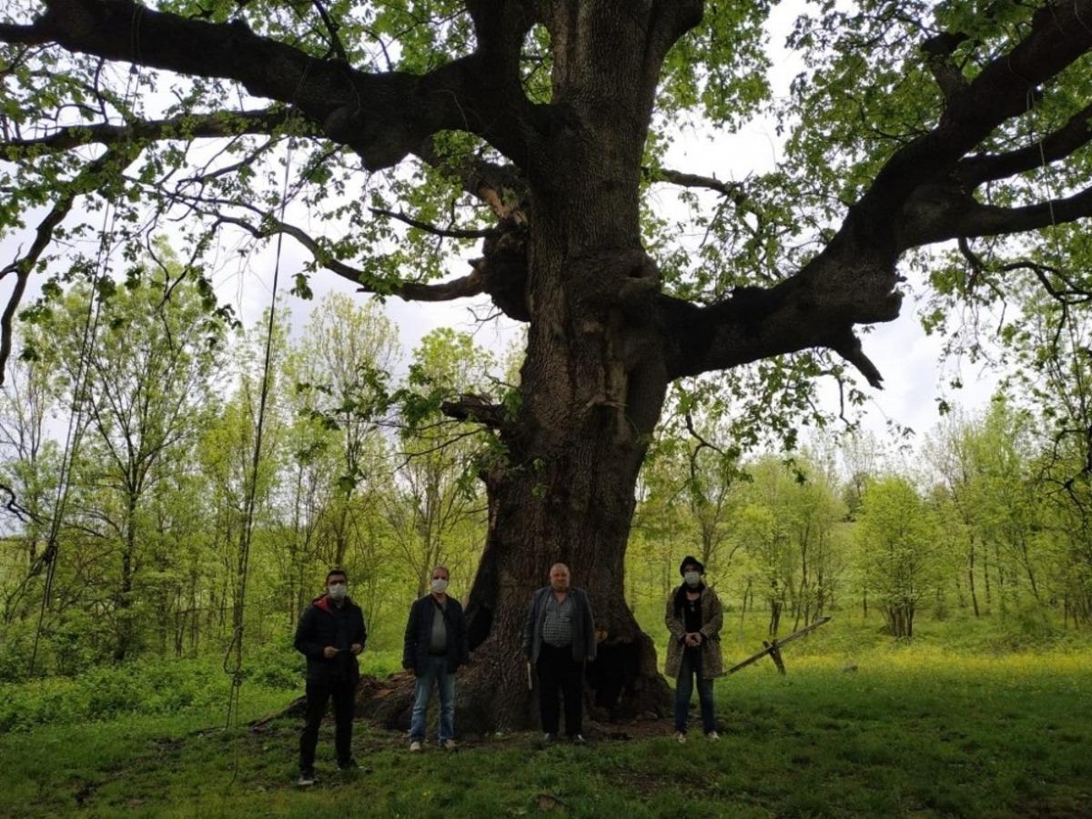 Yanan asırlık ağa&ccedil; i&ccedil;in belediye harekete ge&ccedil;ti