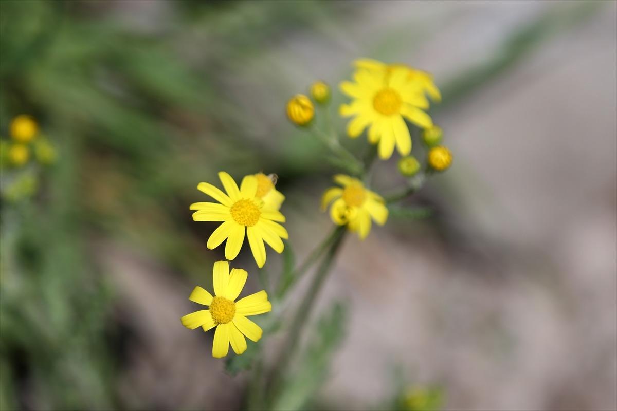 Kırlangı&ccedil; Vadisi bitki &ouml;rt&uuml;s&uuml;yle b&uuml;y&uuml;l&uuml;yor