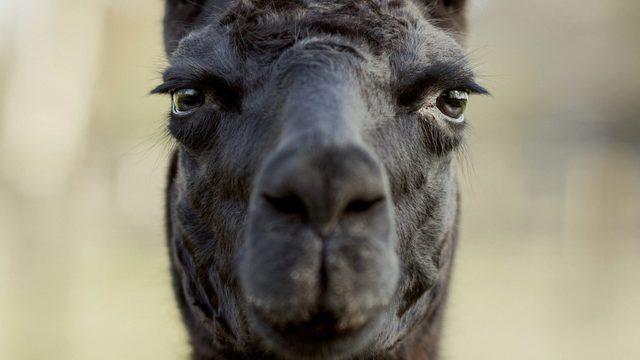 Koronavirüs tedavisi: Kış isimli 4 yaşındaki lama çare olabilir mi?