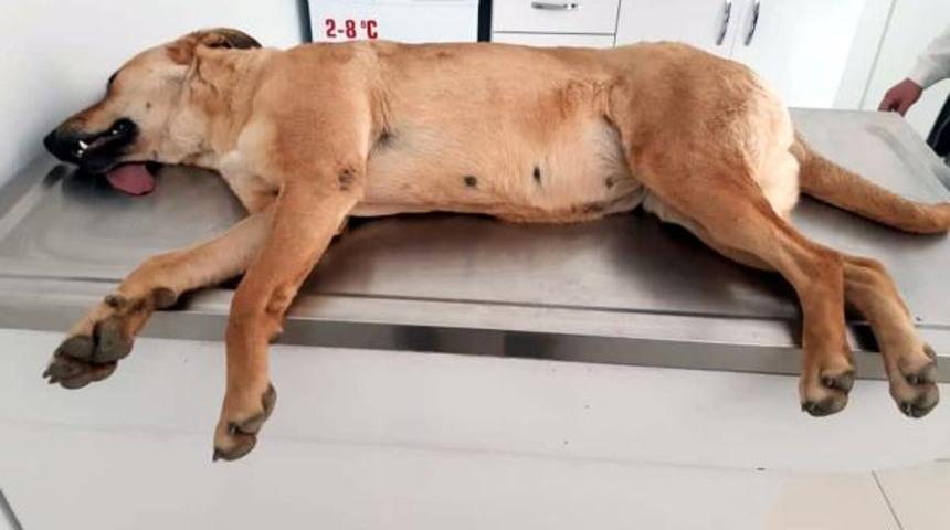 Alanya'da zehirlenen 2'si yavru 4 k&ouml;pek &ouml;ld&uuml;