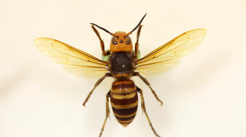 Asya dev eşek arısı İspanya&rsquo;da bir can aldı