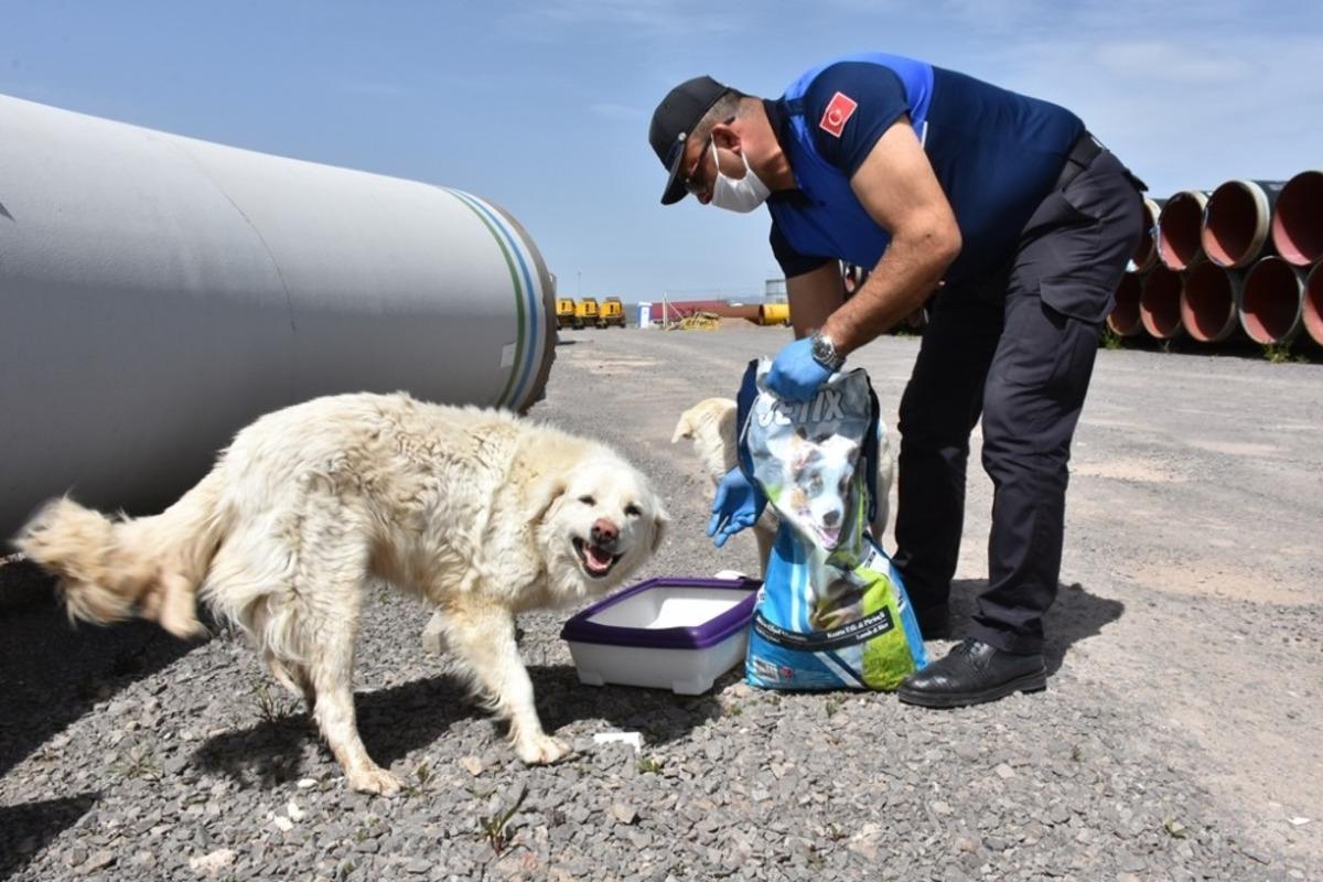 İn&ouml;n&uuml; Belediyesi sokak hayvanlarına sahip &ccedil;ıkıyor