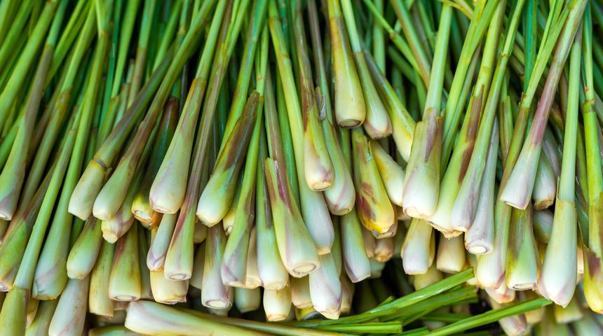 Limonotu faydaları nelerdir, evde nasıl yetiştirilir?