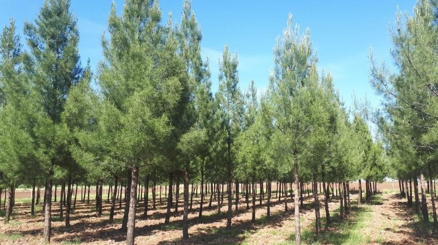 Viranşehir’de piknik alanları temizlendi