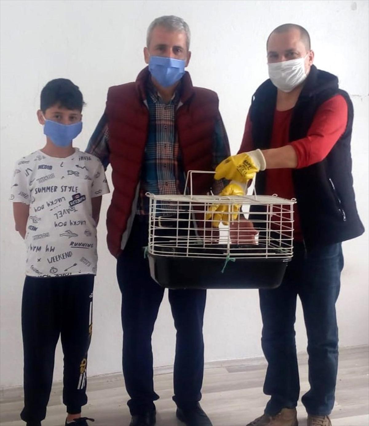 Ordu'da bitkin halde bulunan guguk kuşu koruma altına alındı