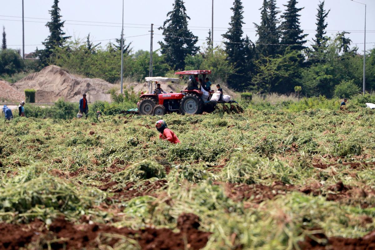 Baba mesleği başak&ccedil;ılıkla g&uuml;nl&uuml;k 200 lira kazanıyor  