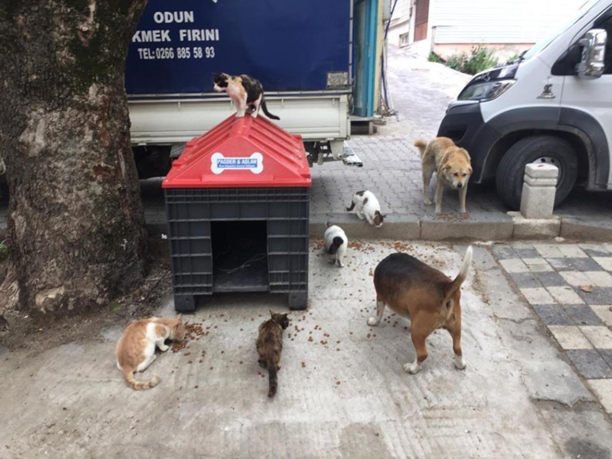 Adalarda sokak hayvanları besleniyor