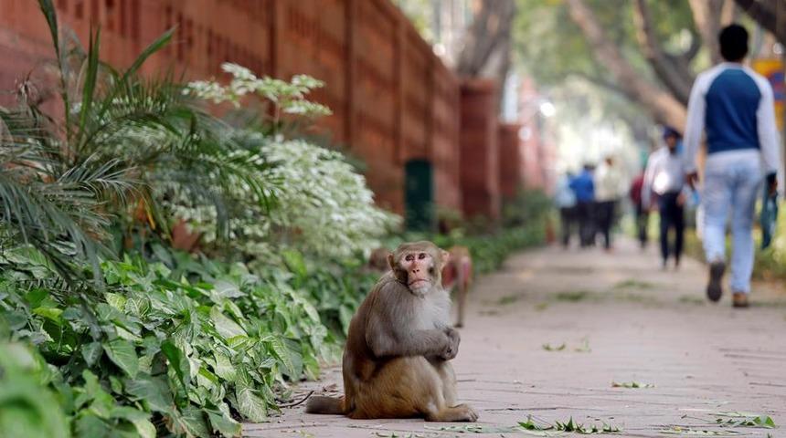 Sosyal mesafe maymunlarda da işe yarıyor!