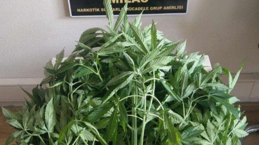 Bah&ccedil;eden kenevir, evden esrar &ccedil;ıktı