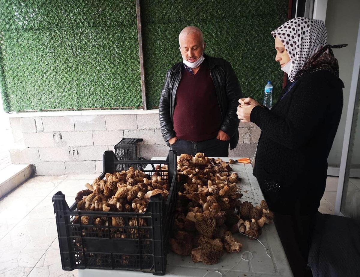 Kurutulmuş kuzug&ouml;beği mantarı, 800 liraya satılıyor