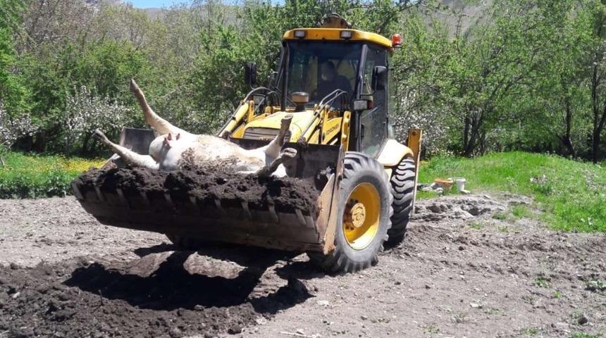 Ş&uuml;pheli bir şekilde telef olan inek ila&ccedil;lanarak g&ouml;m&uuml;ld&uuml;