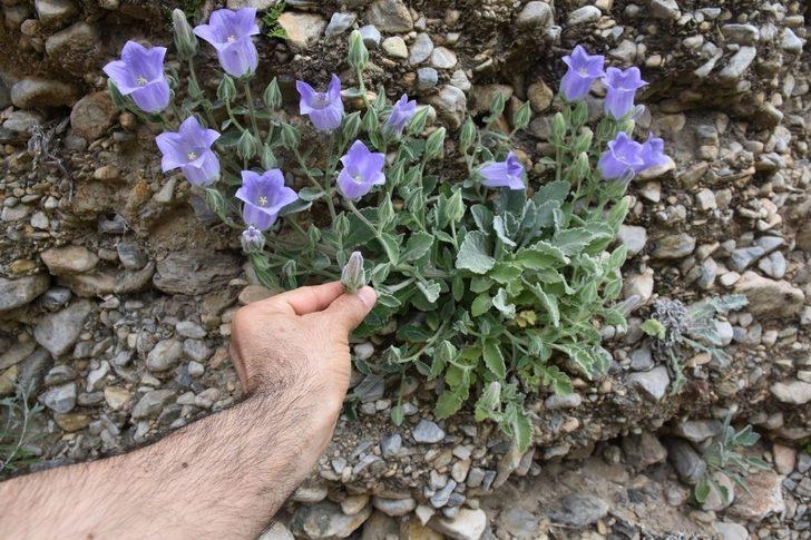 Bu çiçeği koparmanın cezası 73 bin lira G1