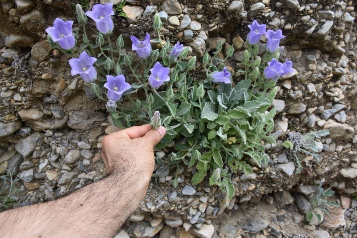 Bu &ccedil;i&ccedil;eği koparmanın cezası 73 bin lira