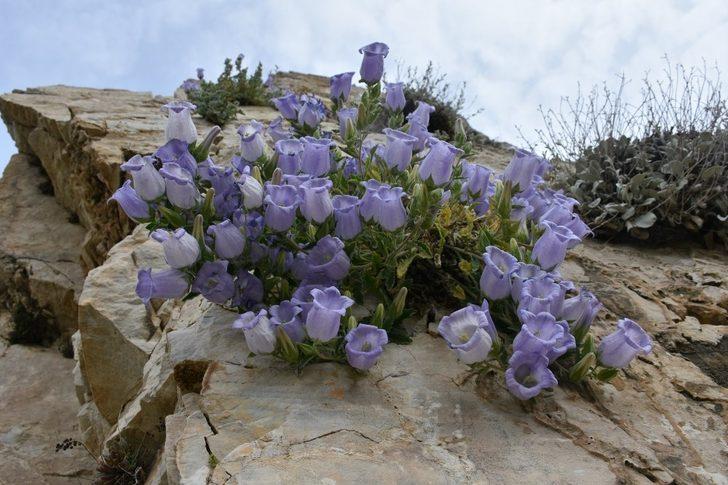 Bu çiçeği koparmanın cezası 73 bin lira G2