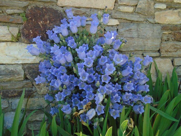 Bu çiçeği koparmanın cezası 73 bin lira G3