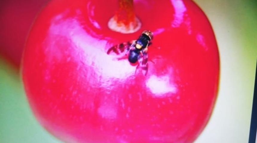 Kiraz &uuml;reticilerine ila&ccedil;lama uyarısı