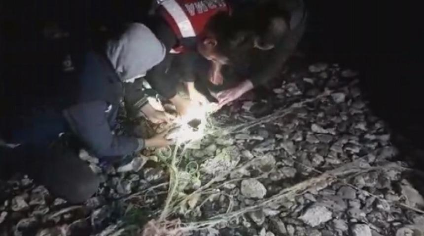 Van&rsquo;da ka&ccedil;ak avcılıkta ele ge&ccedil;irilen canlı balıklar suya bırakıldı