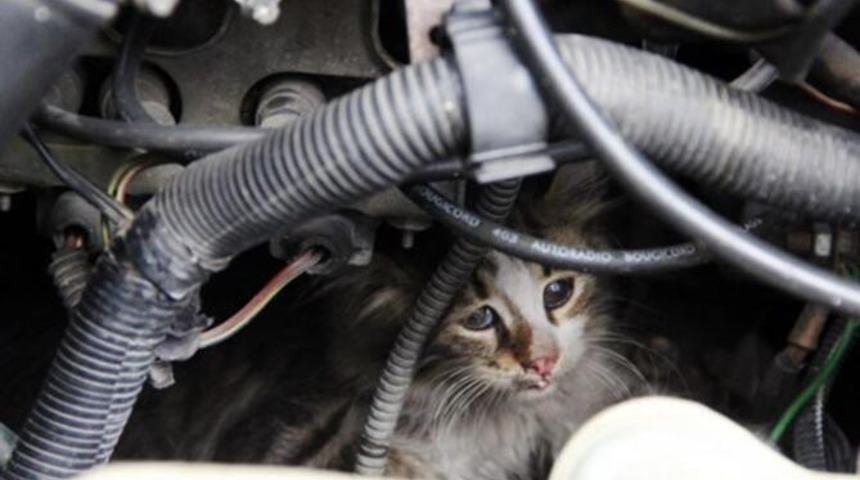 İtfaiye, otomobilin motor kısmına sıkışan yavru kediyi kurtardı