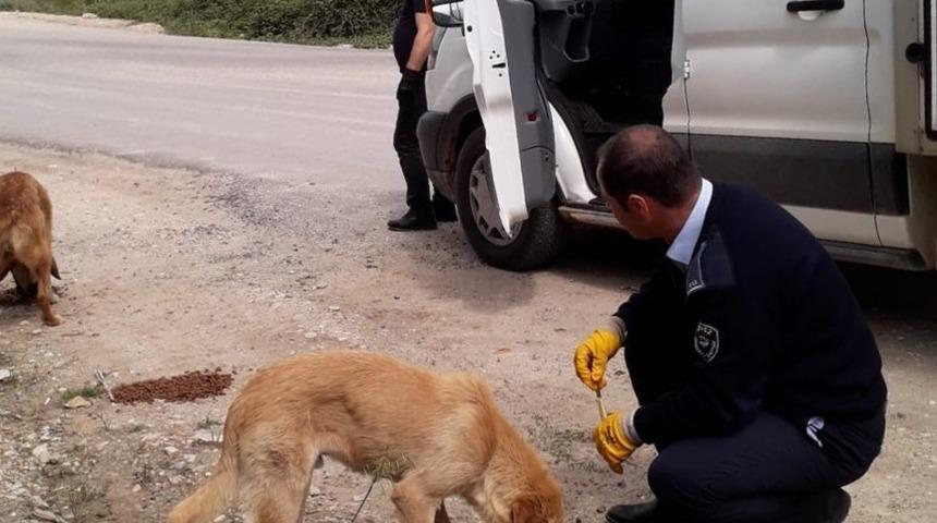 K&ouml;rfez&rsquo;de sokak hayvanları unutulmuyor